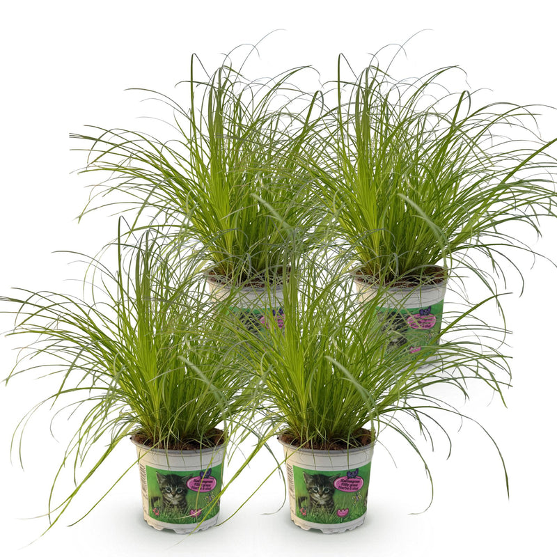 Cyperus alternifolius Zumula - Herbe à chat - Pot de 12cm - Hauteur 28-30cm