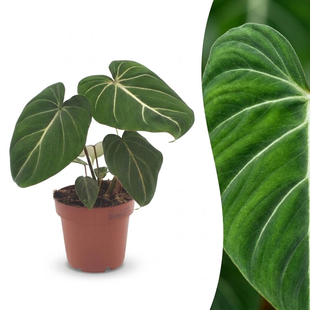 Un Philodendron Gloriosum en pot de 12cm, présentant de grandes feuilles vert foncé aux nervures claires très marquées