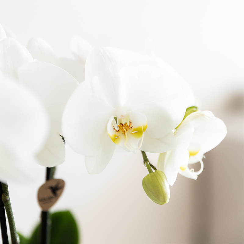 Orchidée Phalaenopsis blanche en pot