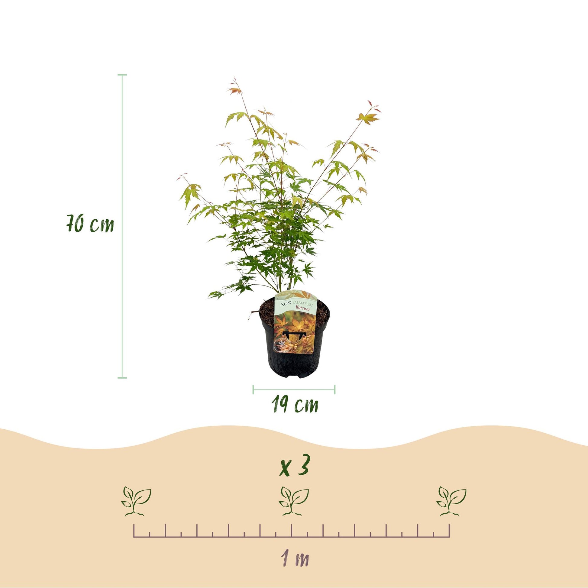 Érable japonais Acer palmatum Katsura. Infographie montrant un plant en pot, avec sa hauteur (70 cm) et le diamètre du pot (19 cm), et un es
