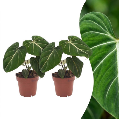 Philodendron Gloriosum - Pot de 12cm