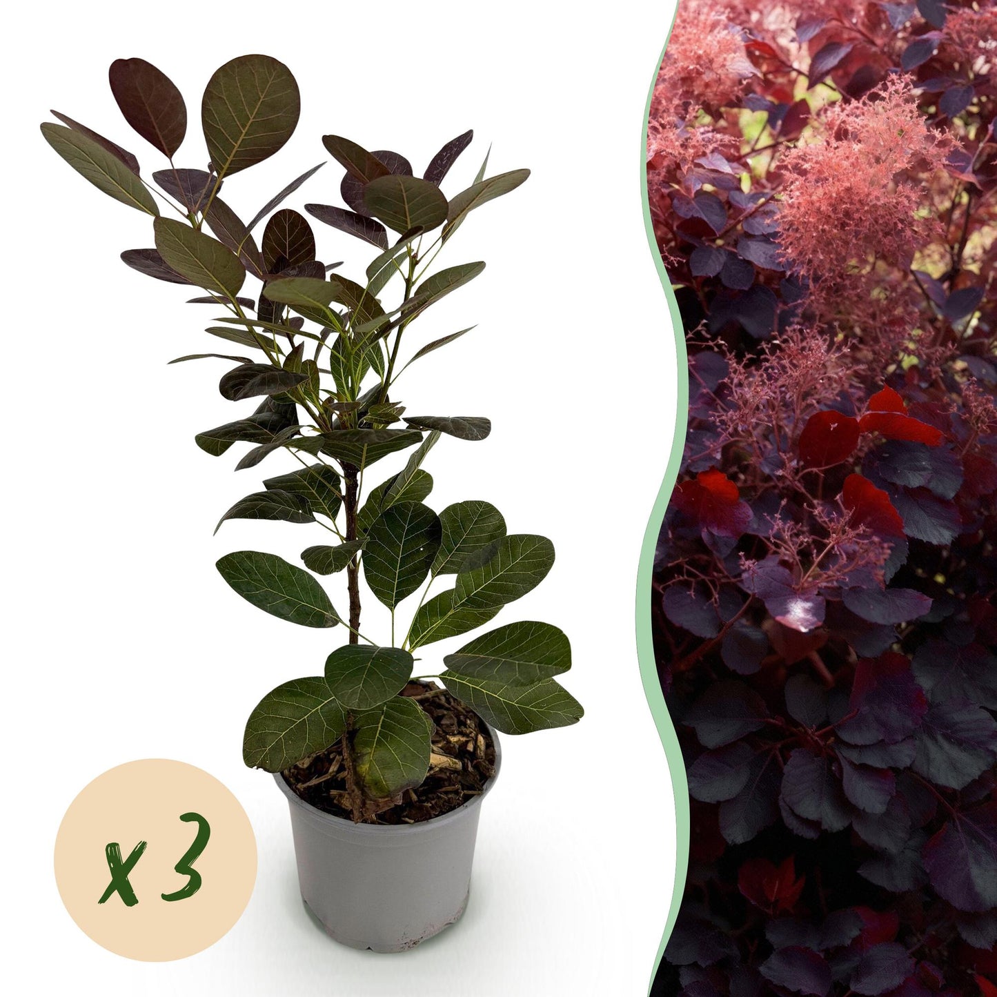 Cotinus coggyria Royal Purple : jeune plant en pot avec feuillage pourpre et pastille 'x3', à côté d'une photo d'un plant adulte aux fleurs 