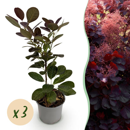 Cotinus coggyria Royal Purple : jeune plant en pot avec feuillage pourpre et pastille 'x3', à côté d'une photo d'un plant adulte aux fleurs 