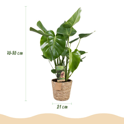 Plantes d'intérieur - Monstera Deliciosa - Plante à trous - Peu d'entretien - avec panier - Vert - 1 Plante - Pot 21cm - Hauteur 70-80cm
