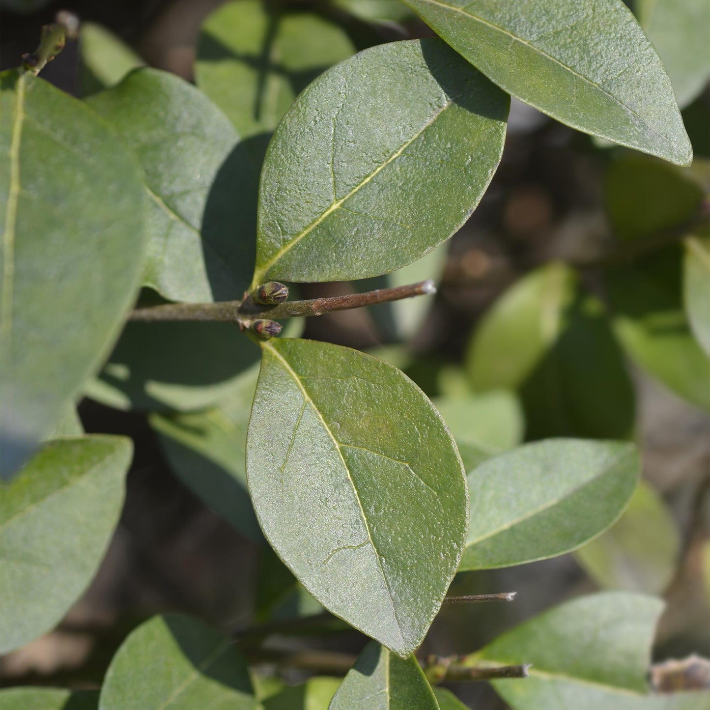 Ligustrum ovalifolium (Ligustre commun), gros plan sur ses feuilles persistantes d'un vert éclatant, offrant une texture lisse et de fines n