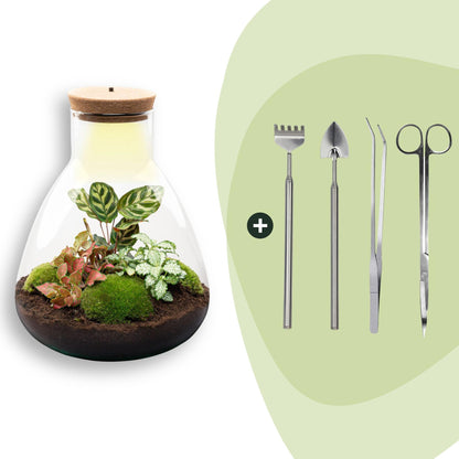 Kit terrarium lumineux Calathea : Avec râteau, pelle, pince et ciseaux