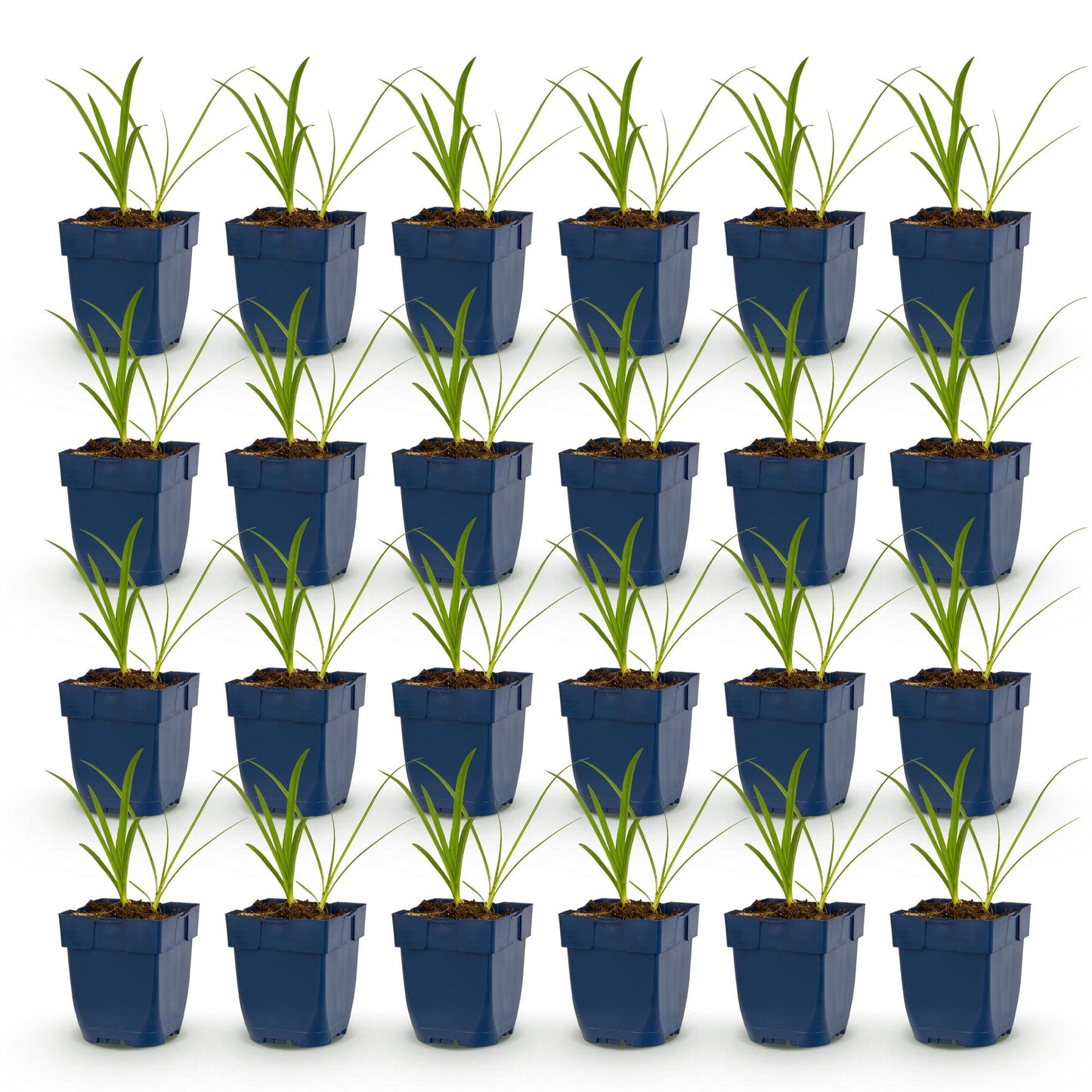 Lys Africain Agapanthus africanus Albus, lot de 28 jeunes plants en pots bleus carrés alignés sur fond blanc.