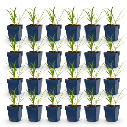 Lys Africain Agapanthus africanus Albus, lot de 28 jeunes plants en pots bleus carrés alignés sur fond blanc.