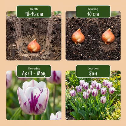 Guide de plantation des bulbes de Tulipe Flaming Flag avec profondeur, espacement, floraison et exposition.