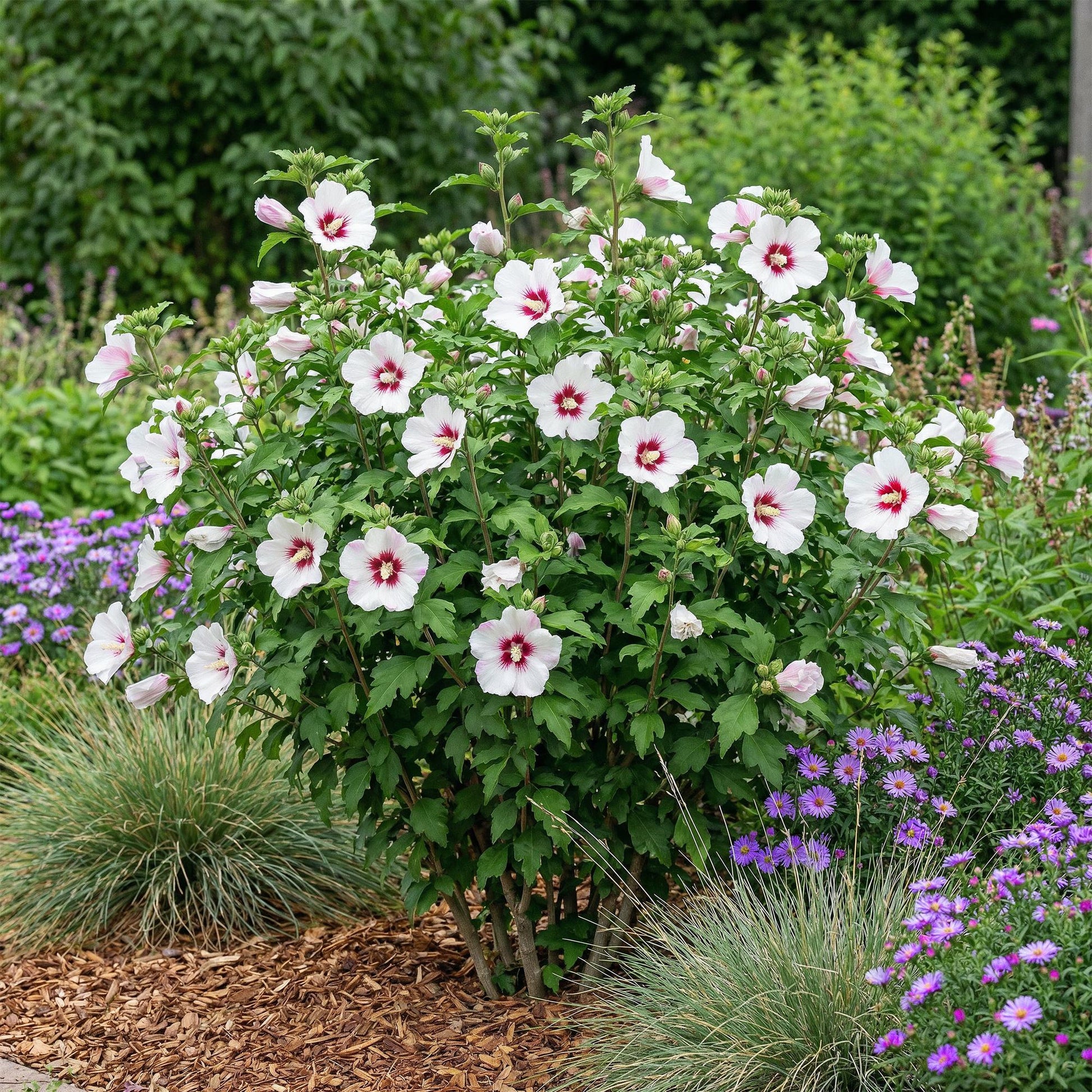 Hibiscus syriacus Hamabo en pleine floraison dans un jardin, avec ses fleurs rose clair et son cœur rouge vif, entouré d'autres plantes.