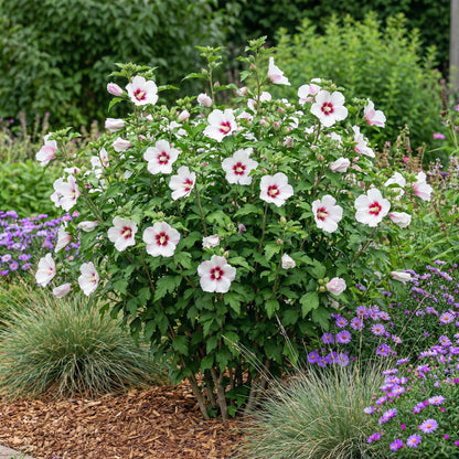 Hibiscus syriacus Hamabo en pleine floraison dans un jardin, avec ses fleurs rose clair et son cœur rouge vif, entouré d'autres plantes.