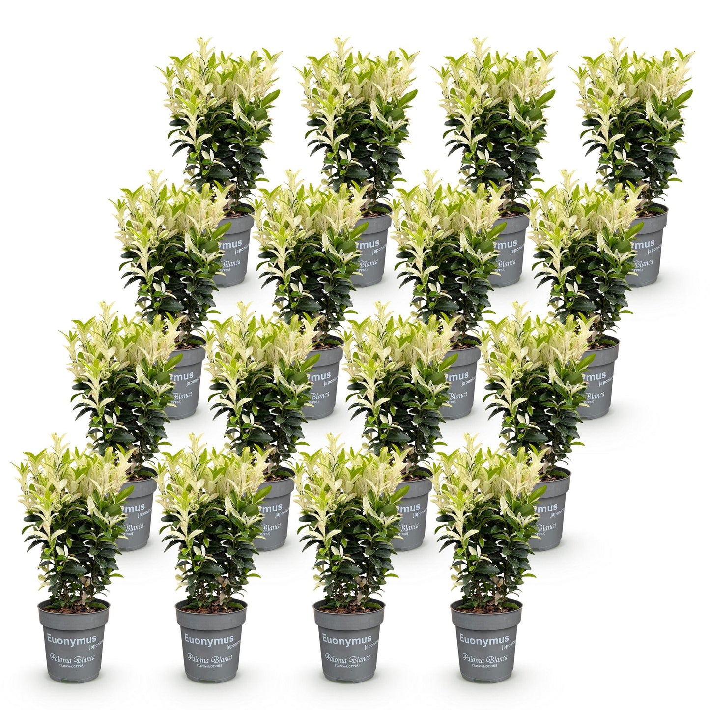 Euonymus japonica Paloma Blanca. Lot de nombreuses jeunes plantes en pot, sur fond blanc. Le feuillage est vert foncé avec des jeunes pousse