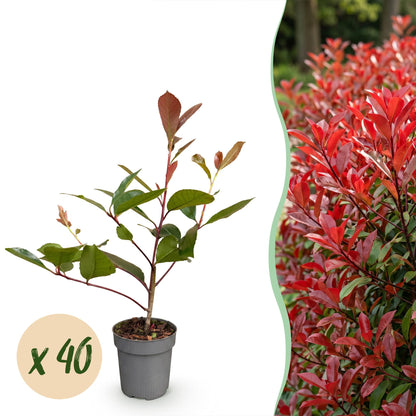 Photinia fraseri Red Robin en pot, jeune plant aux feuilles vertes et rouges, avec pastille 'x 40' indiquant la quantité.