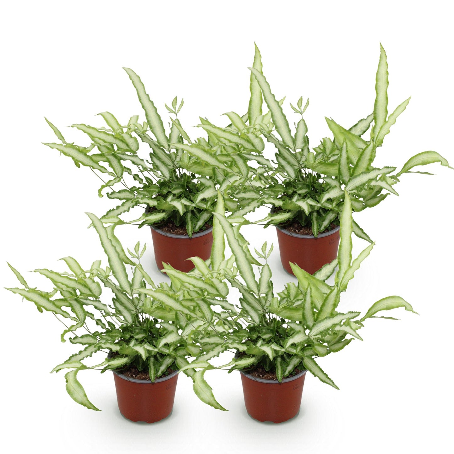 Quatres fougères Pteris cretica Albolineata en pot de culture marron, avec un feuillage vert clair et une bande centrale blanche