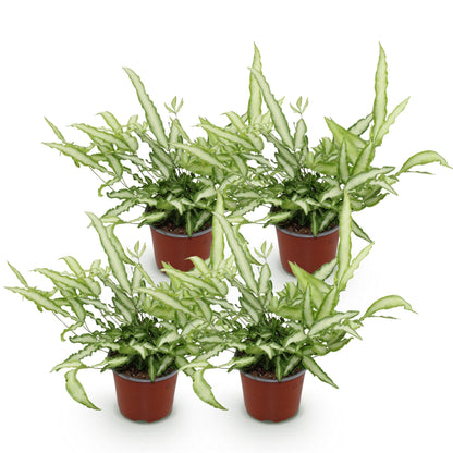 Quatres fougères Pteris cretica Albolineata en pot de culture marron, avec un feuillage vert clair et une bande centrale blanche