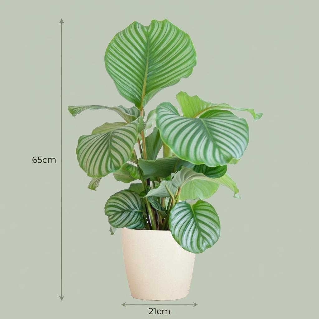 Calathe Orbifolia avec Potter Blanc  - 65cm - Ø21