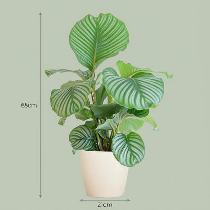 Calathe Orbifolia avec Potter Blanc  - 65cm - Ø21