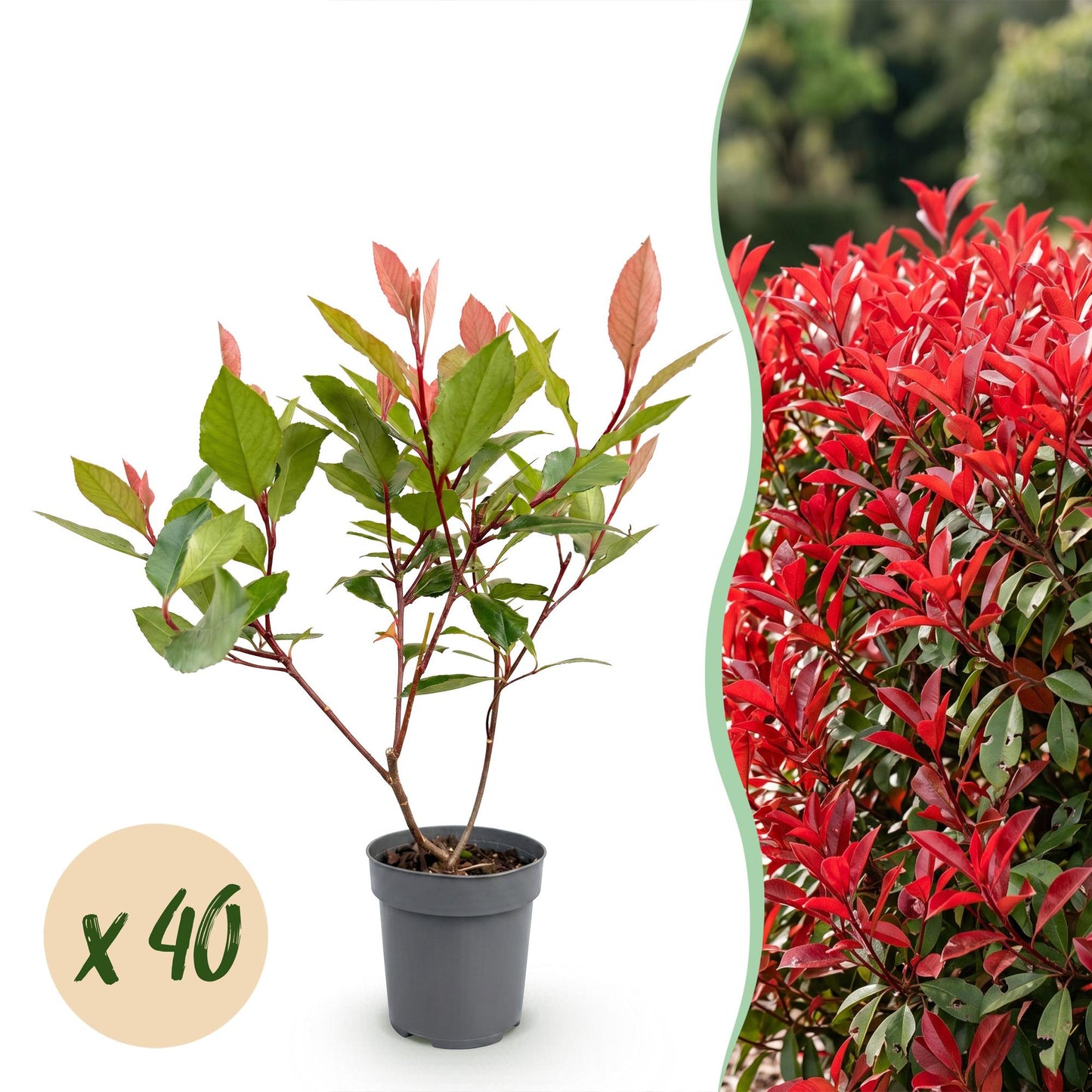 Photinia fraseri Little Red Robin : jeune plant en pot sur fond blanc, avec pastille "x 40", à côté d'une haie adulte aux feuilles rouge vif