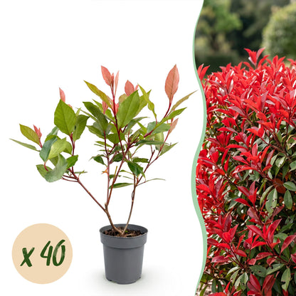Photinia fraseri Little Red Robin : jeune plant en pot sur fond blanc, avec pastille "x 40", à côté d'une haie adulte aux feuilles rouge vif