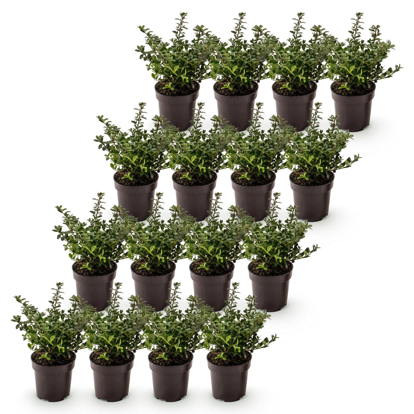 Ilex crenata Stokes : Dix-huit plants de houx japonais en pot, prêts à être plantés pour créer une haie persistante.