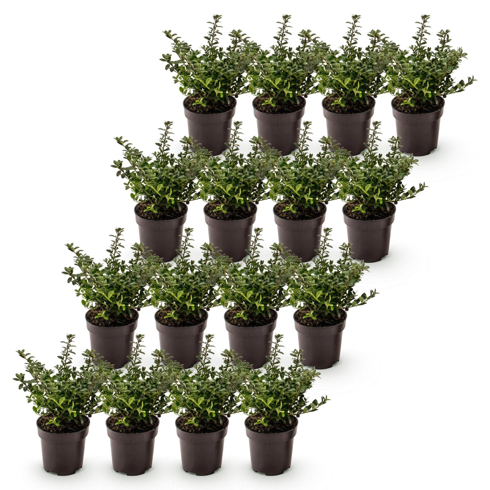Ilex crenata Stokes : Dix-huit plants de houx japonais en pot, prêts à être plantés pour créer une haie persistante.