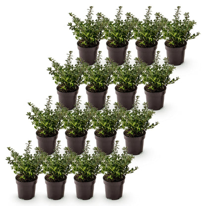 Ilex crenata Stokes : Dix-huit plants de houx japonais en pot, prêts à être plantés pour créer une haie persistante.