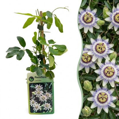 Passiflore bleue (Passiflora caerulea) - grimpante fleurie exotique