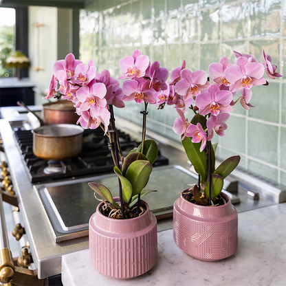 Orchidée Phalaenopsis en pot