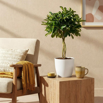 Plantes d'intérieur - Schefflera Gold Capelle - Arbre à doigts - Peu d'entretien - Vert - or - 1 Plante - avec Potter Blanc - Pot 21cm - Hauteur 70-81cm