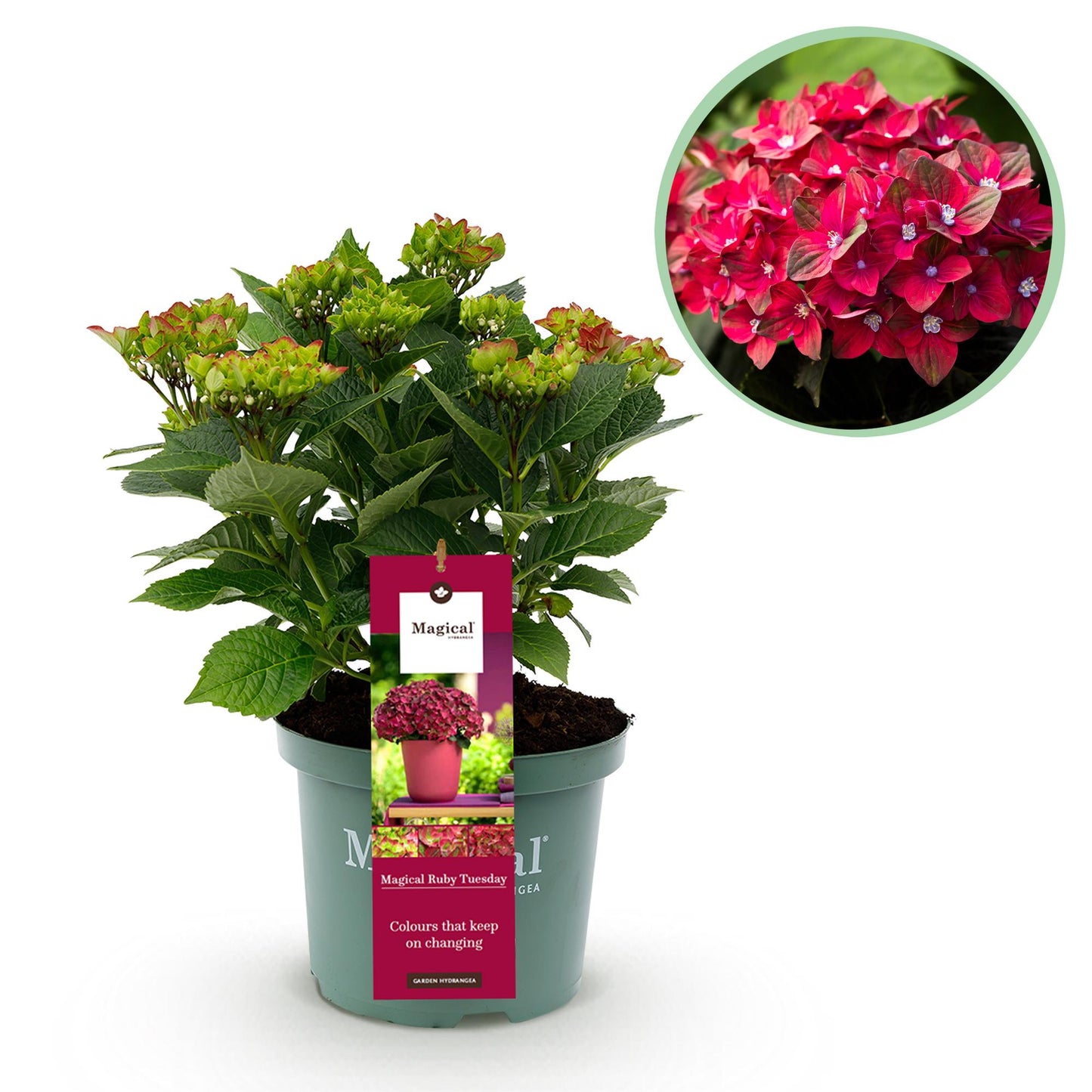 Hortensia Magical Ruby Tuesday en pot avec une étiquette produit, accompagné d'un cercle montrant ses fleurs rouges épanouies.