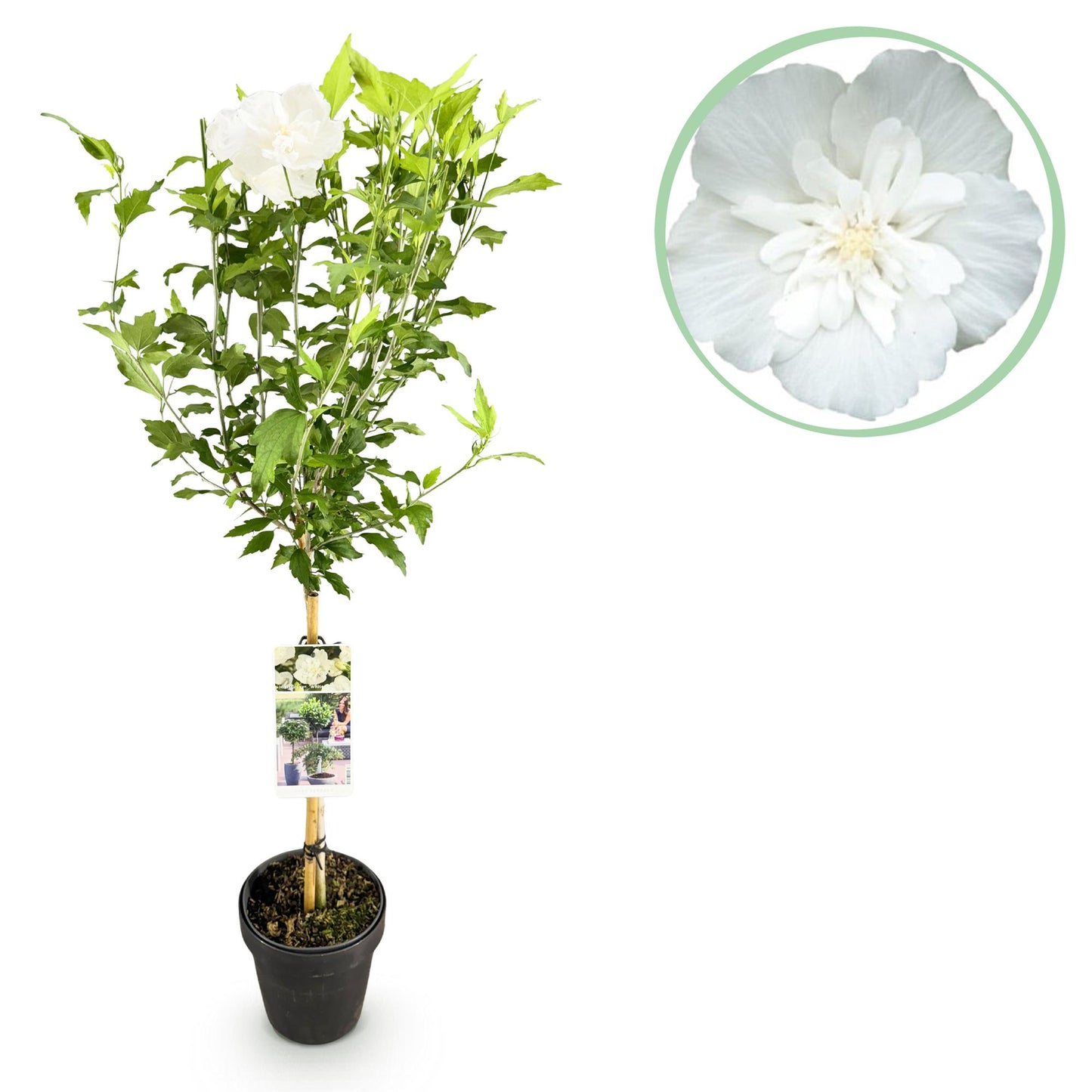Hibiscus syriacus White Chiffon® : Plant sur tige en pot, fleur blanche, feuillage vert. Gros plan de la fleur en médaillon.