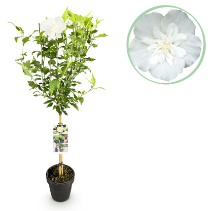 Hibiscus syriacus White Chiffon® : Plant sur tige en pot, fleur blanche, feuillage vert. Gros plan de la fleur en médaillon.