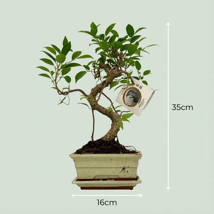 Bonsaï et Forme de S - Ø 15 cm - Hauteur: 30-35 cm (mélange céramique)