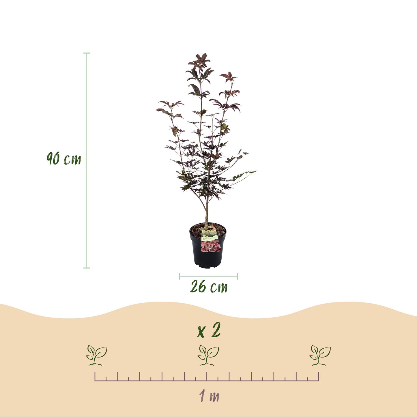 Acer palmatum Bloodgood, Érable japonais caduc, pot de 26 cm, hauteur 90 cm. Schéma d'espacement de plantation de 1 mètre et de 2 plants par