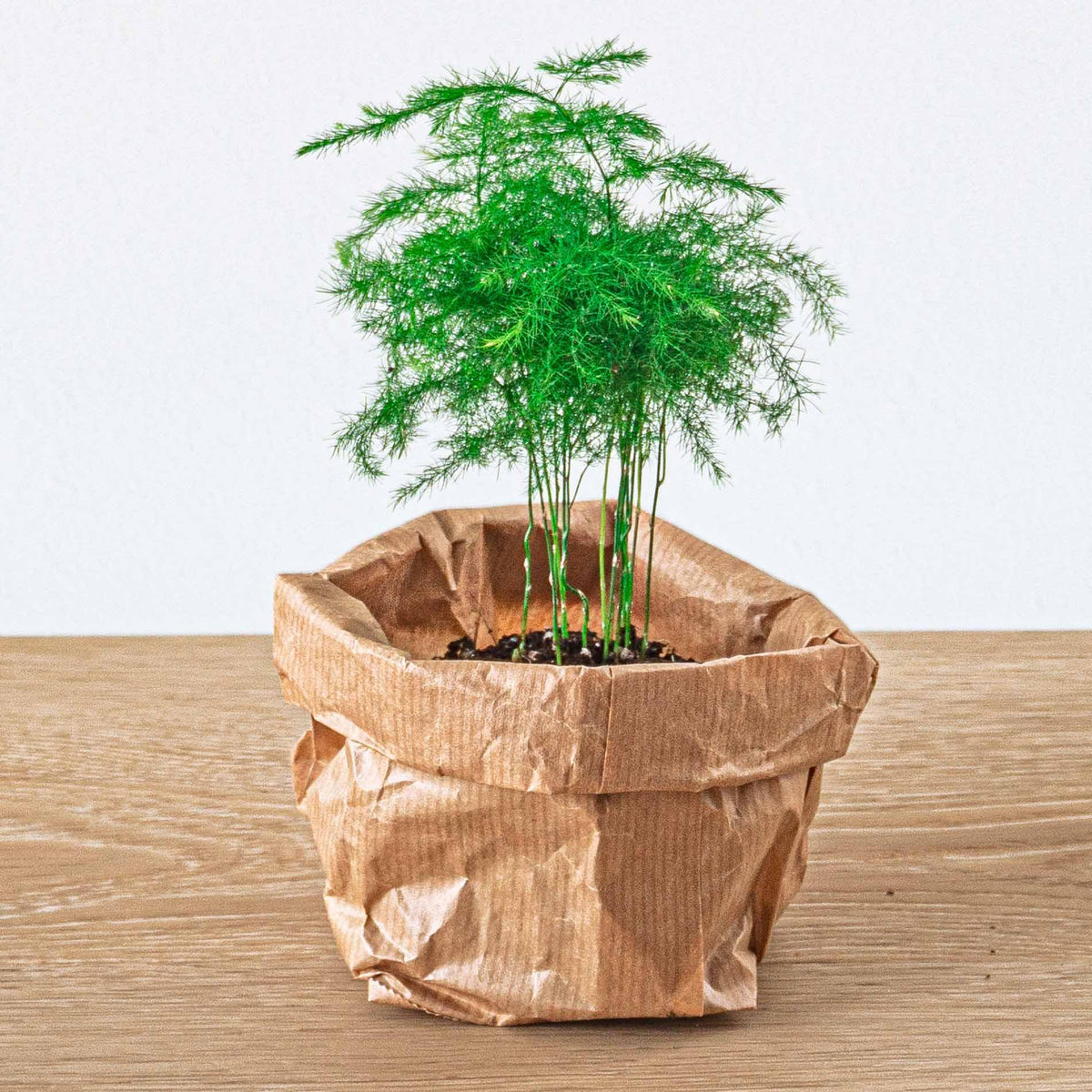Recharge terrarium : Avec 5 plantes