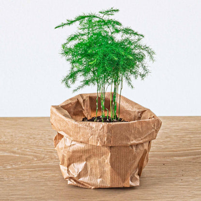 Recharge terrarium : Avec 5 plantes