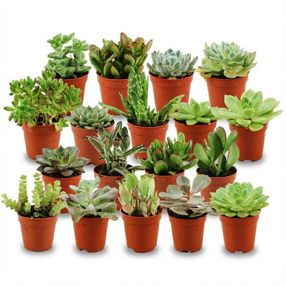 Mini Succulentes Mix plantes grasses d'intérieur en pot de 5 cm, assortiment de succulentes miniatures colorées