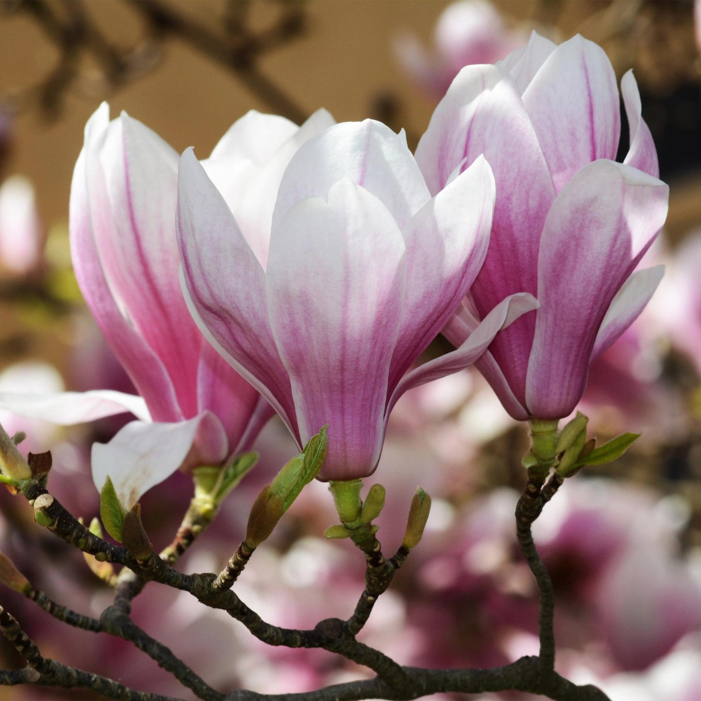 Magnolia grandiflora. Gros plan sur les magnifiques fleurs du magnolia, avec leurs pétales blancs et roses délicats s'épanouissant sur la br