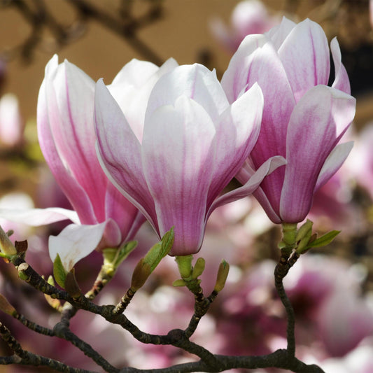 Magnolia grandiflora. Gros plan sur les magnifiques fleurs du magnolia, avec leurs pétales blancs et roses délicats s'épanouissant sur la br