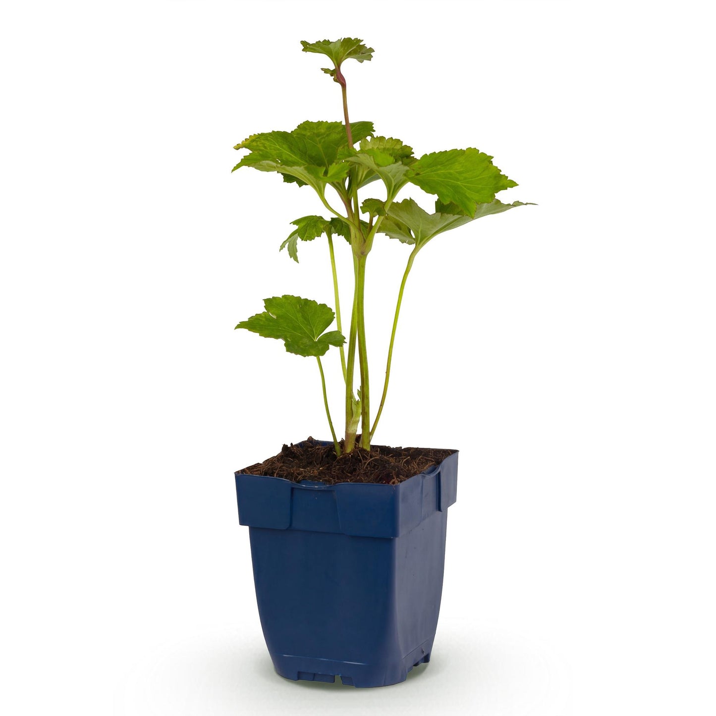 Anémone d'automne Kön. Charlotte. Un plant en pot bleu sur fond blanc, prêt à être planté.