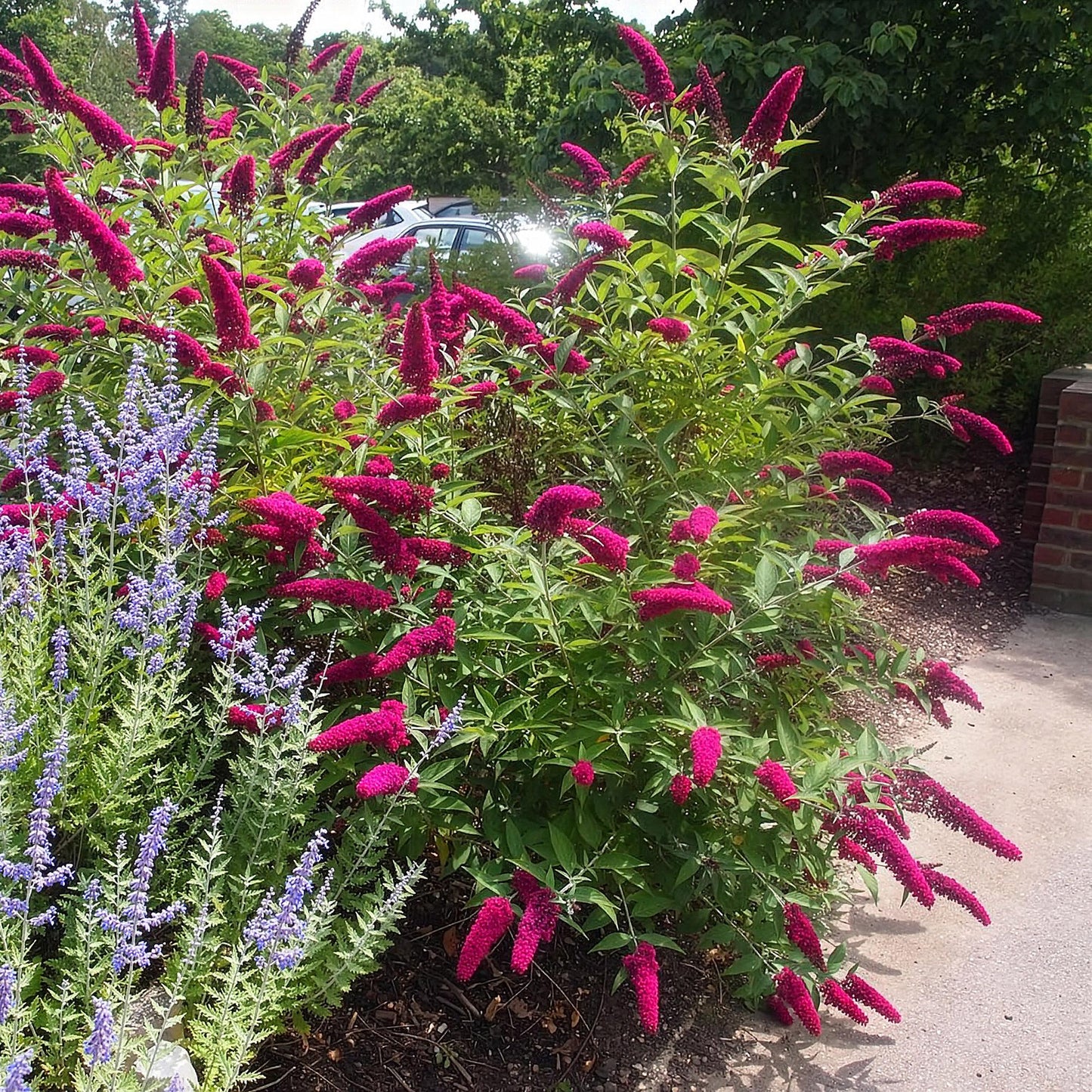 Buddleja davidii Royal Red en pleine floraison avec de grandes grappes de fleurs rouges, planté à côté de lavande, dans un jardin ensoleillé