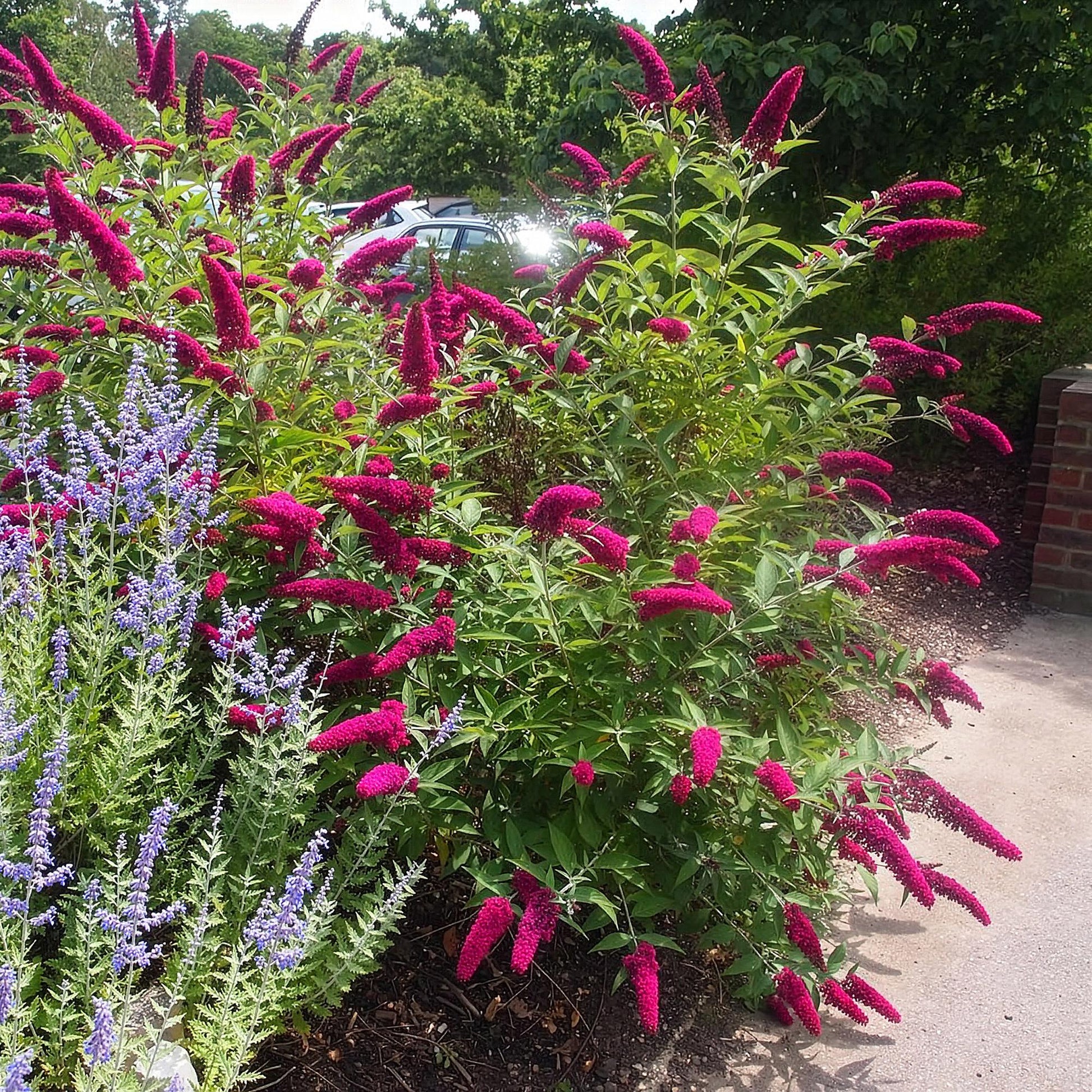 Buddleja davidii Royal Red en pleine floraison avec de grandes grappes de fleurs rouges, planté à côté de lavande, dans un jardin ensoleillé