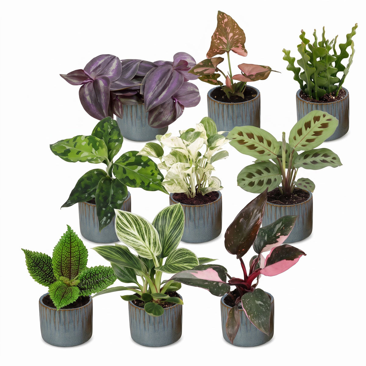Box surprise plantes en pot de 6 cm, 9 plantes, cache-pot bleu gris