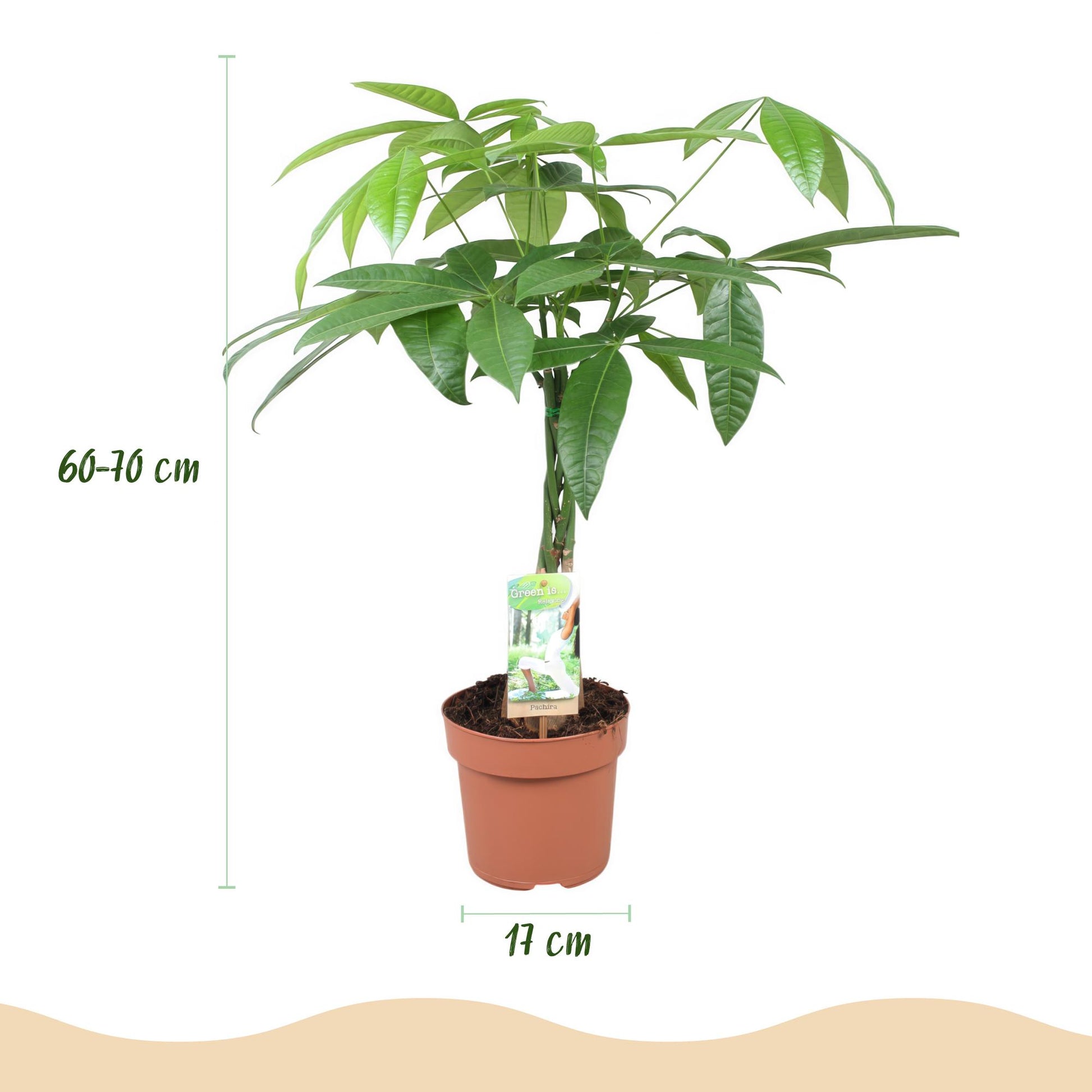 Plantes d'intérieur - Pachira Aquatica tige tressée - Arbre à monnaie - Peu d'entretien - Vert - 1 Plante - Pot 17cm - Hauteur 60-70cm