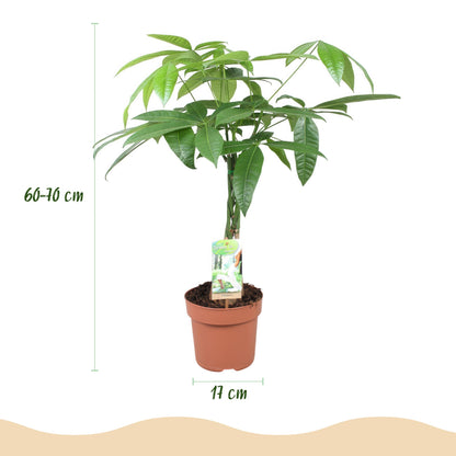 Plantes d'intérieur - Pachira Aquatica tige tressée - Arbre à monnaie - Peu d'entretien - Vert - 1 Plante - Pot 17cm - Hauteur 60-70cm