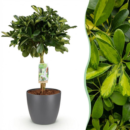 Plantes d'intérieur - Schefflera Gold Capelle - Arbre à doigts - Peu d'entretien- Vert - or - 1 Plante - avec Pot Gris - Pot 21cm - Hauteur 70-81cm