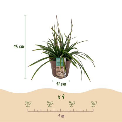 Carex morrowii Irish Green : plante en pot de 17cm de diamètre et 45cm de haut. Schéma d'espacement de plantation pour un lot de 4 plants.