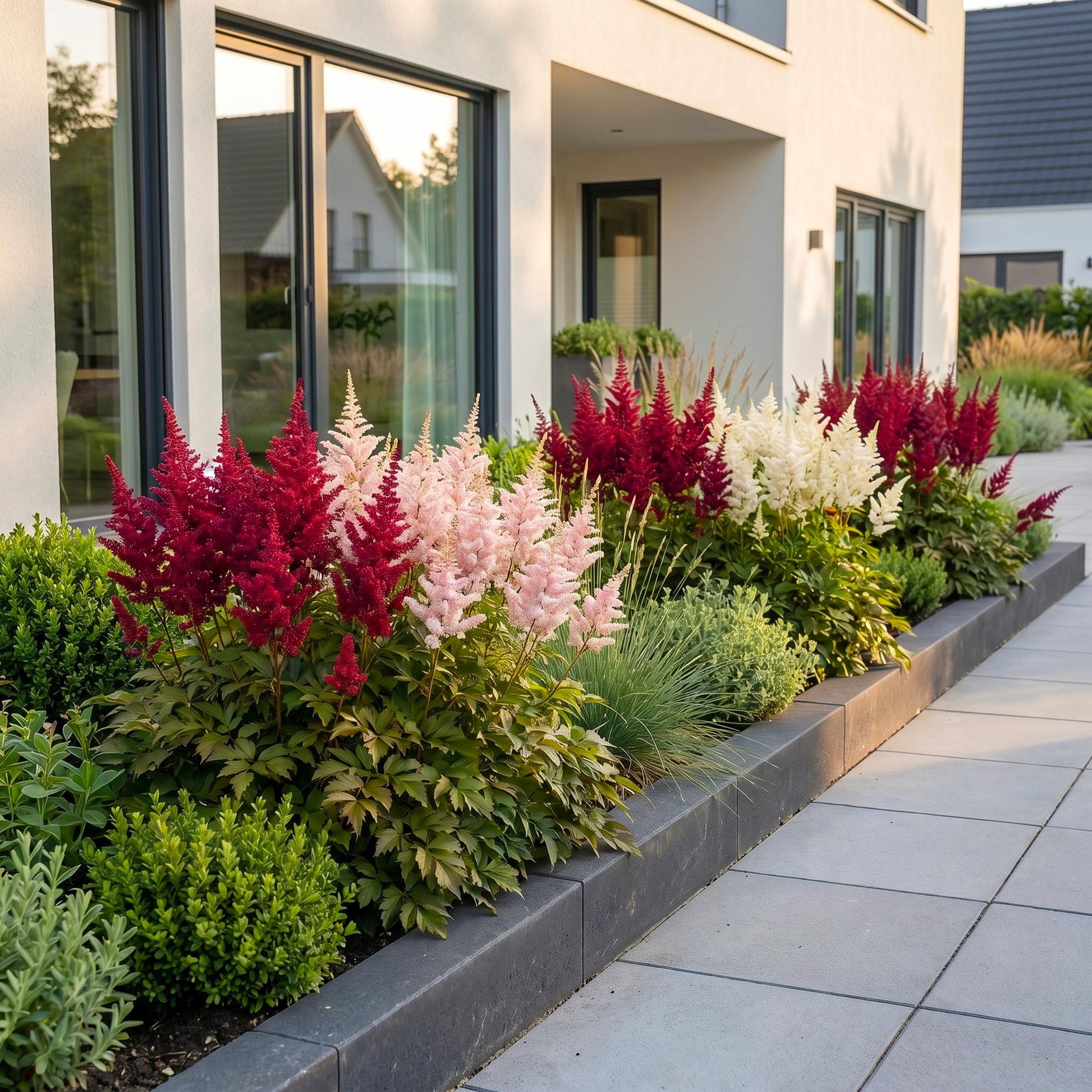 Astilbes Deutschland en mélange de couleurs (rose, rouge, blanc) plantées en massif devant une maison moderne, ajoutant une touche vibrante 