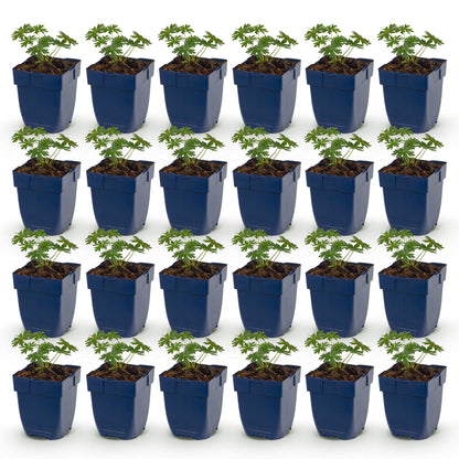 Géranium sanguin 'Album' - lot de 24 plants en pot de 11 cm
