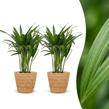 Deux palmiers Areca Lutescens avec un feuillage dense et vert éclatant, chacun présenté dans un cache-pot panier tressé de couleur naturelle